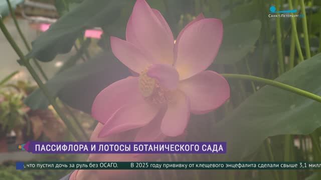Пассифлора и лотосы Ботанического сада