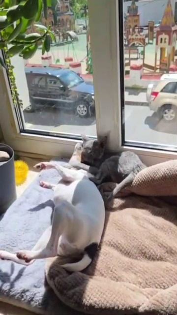 борьба...удушающий приём