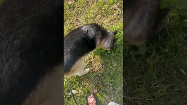 Кэсси