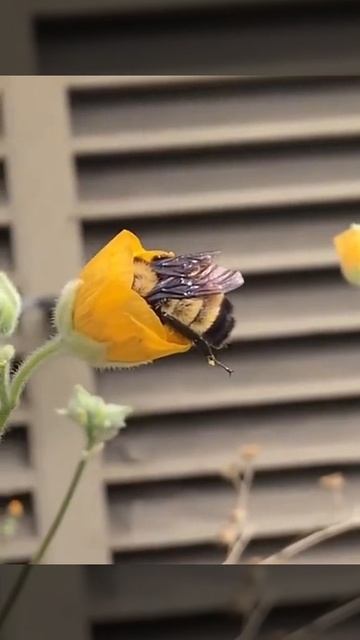🐝🌼🌼🌼🌼 уснул на работе 😅