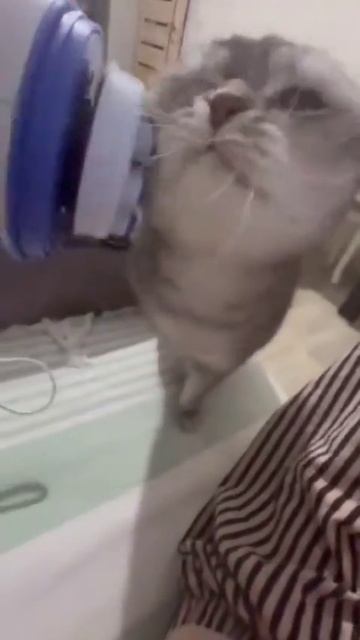 а ваш бы котик прибежал?