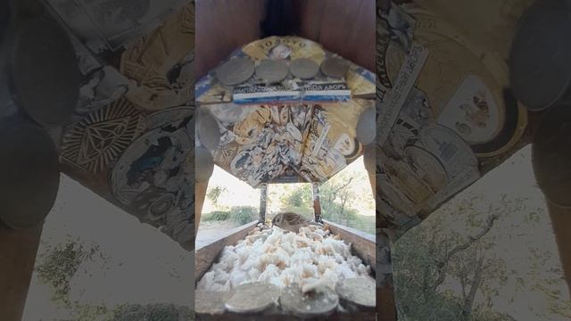 1000044439.mp4Жизнь кормушки.10.06.2025г.