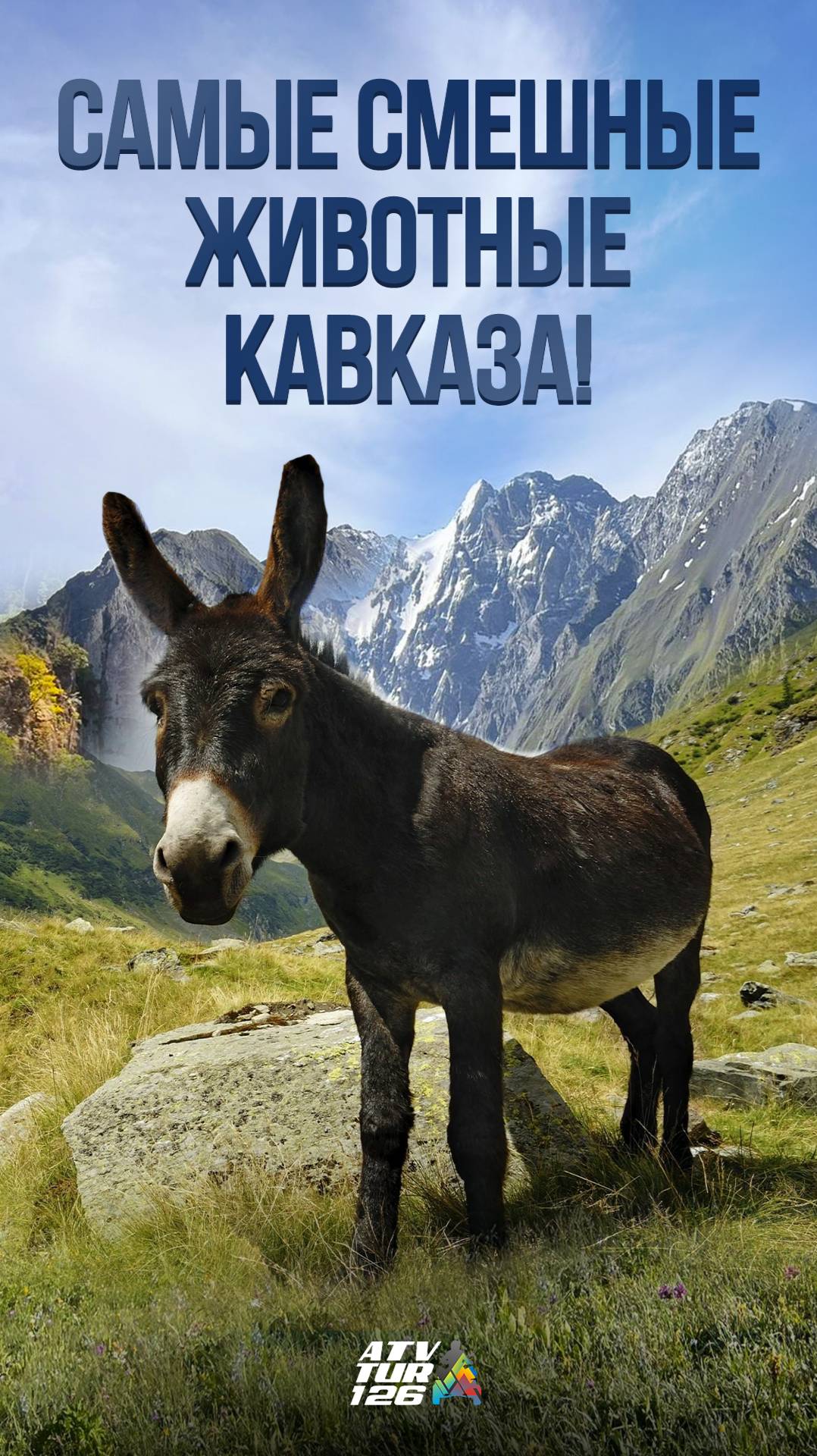 Самые смешные животные Кавказа!