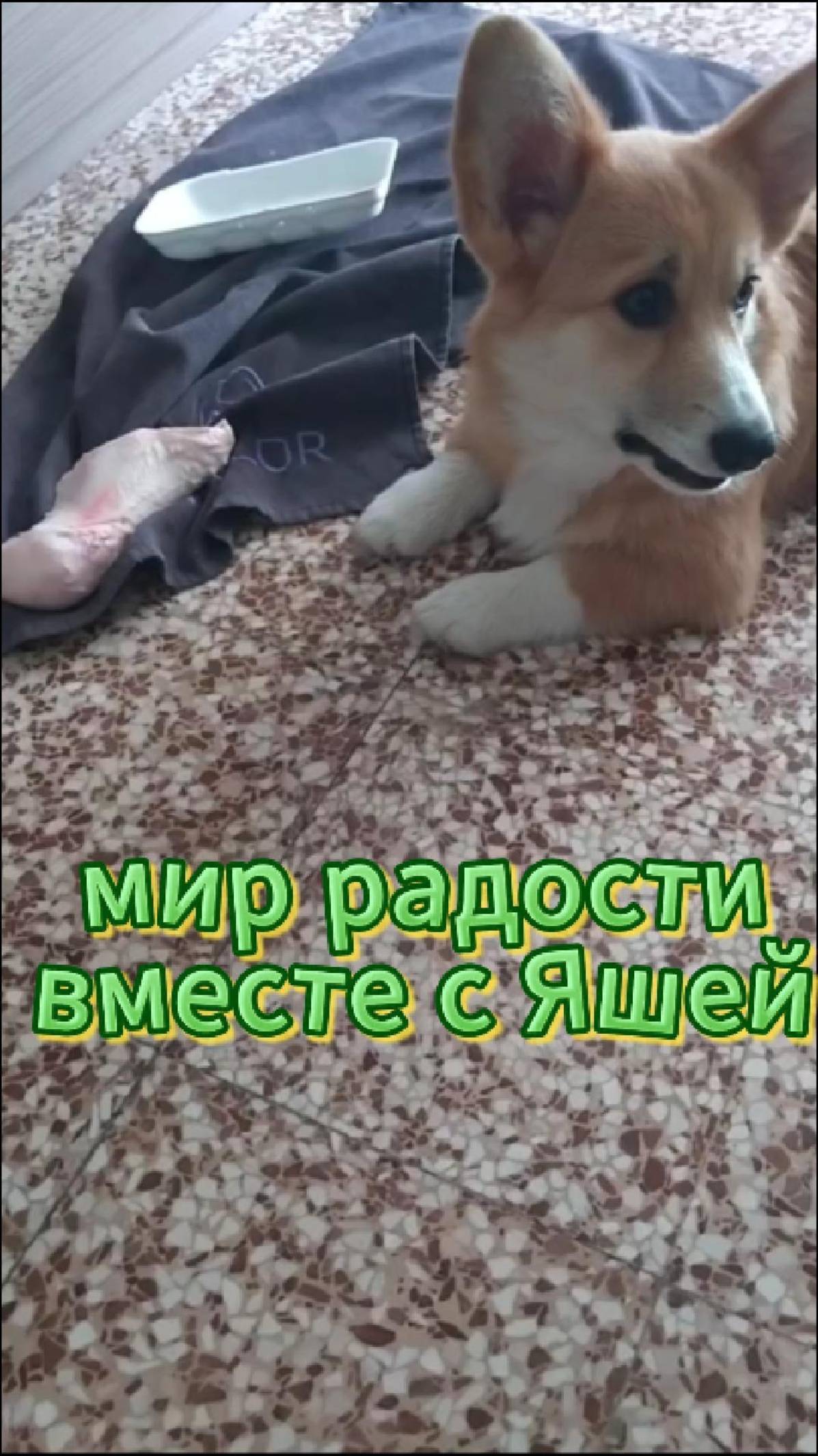 Чашка счастья с Яшей!