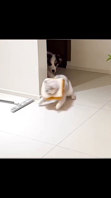 Котики
