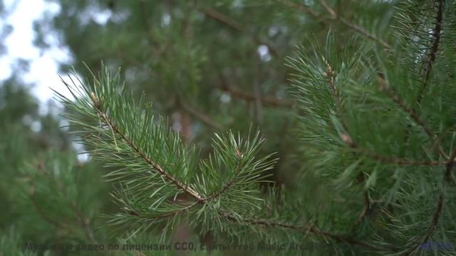 Пейзажи оживают в такт каждой новой ноте - Unusual Love -- Daniel Birch -- Stargazing