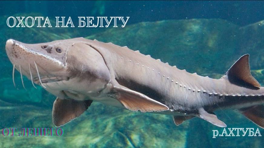 РУССКАЯ РЫБАЛКА 4. ДЛЯ САМЫХ ТЕРПЕЛИВЫХ.