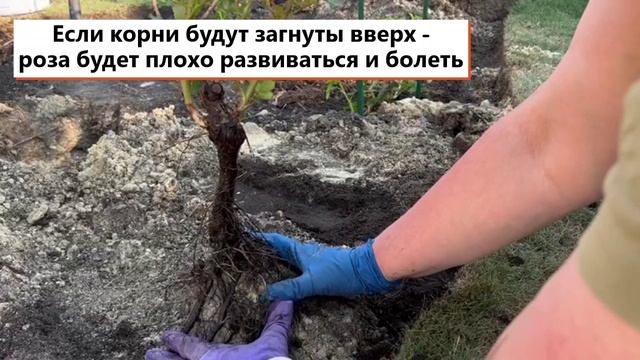 Как посадить розу