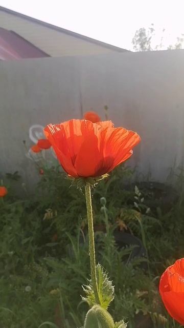 Маки в июне прекрасны