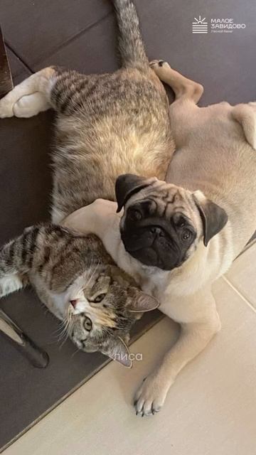 Жизнь за городом с питомцами