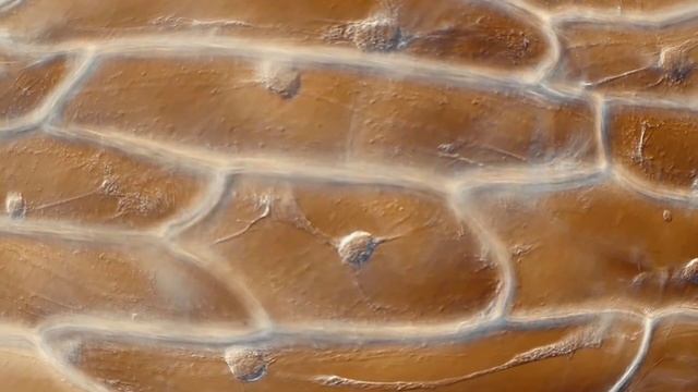 Анастасия Баскакова ролик УГ 2025