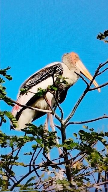 чудоптица