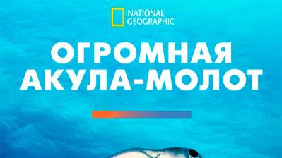 Огромная акула-молот / Mega Hammerhead |NAT Geo