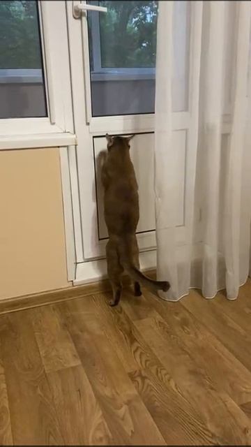 Смешные видео с кошками - Соня хочет гулять)))