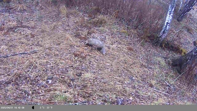 Оставил фотоловушку в лесу на 2 месяца. Часть: 3