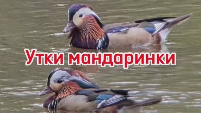 Утки-мандаринки – символ верности и любви. Любование, прогулка. Однажды в выходной
