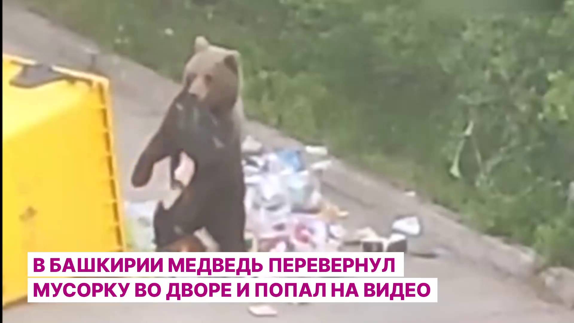 В Башкирии медведь перевернул мусорку во дворе и попал на видео