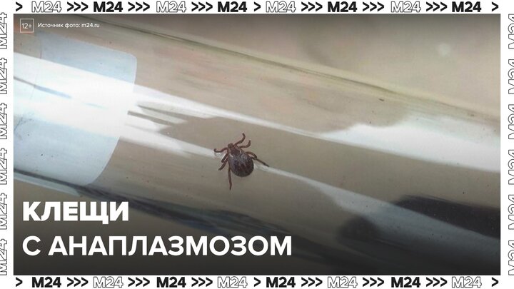 В Подмосковье обнаружили клещей с анаплазмозом - Москва 24