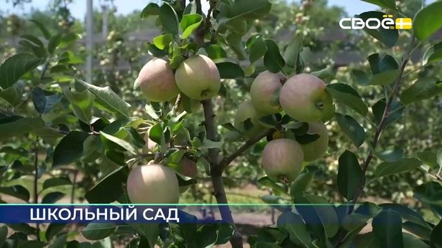 Новости на Своём от 10 июня 2025г. 19:30