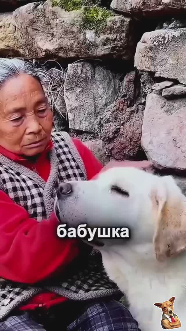 Удивительная преданность собаки к человеку