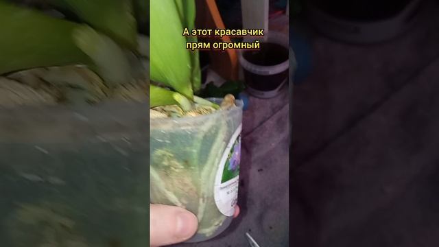 обзор ещё партии новинок
