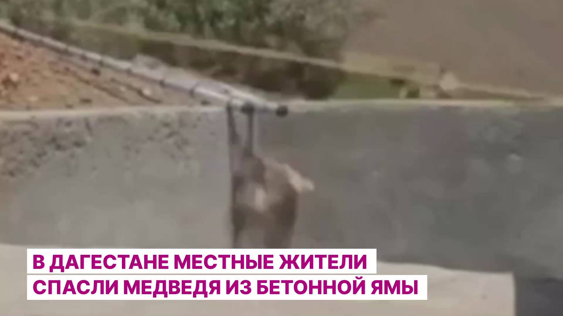 В Дагестане местные жители спасли медведя из бетонной ямы
