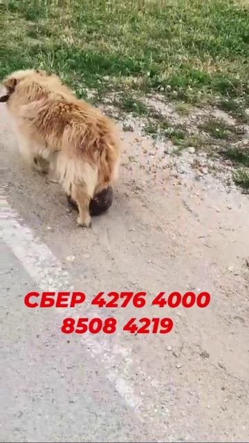 Собачка с опухолью
