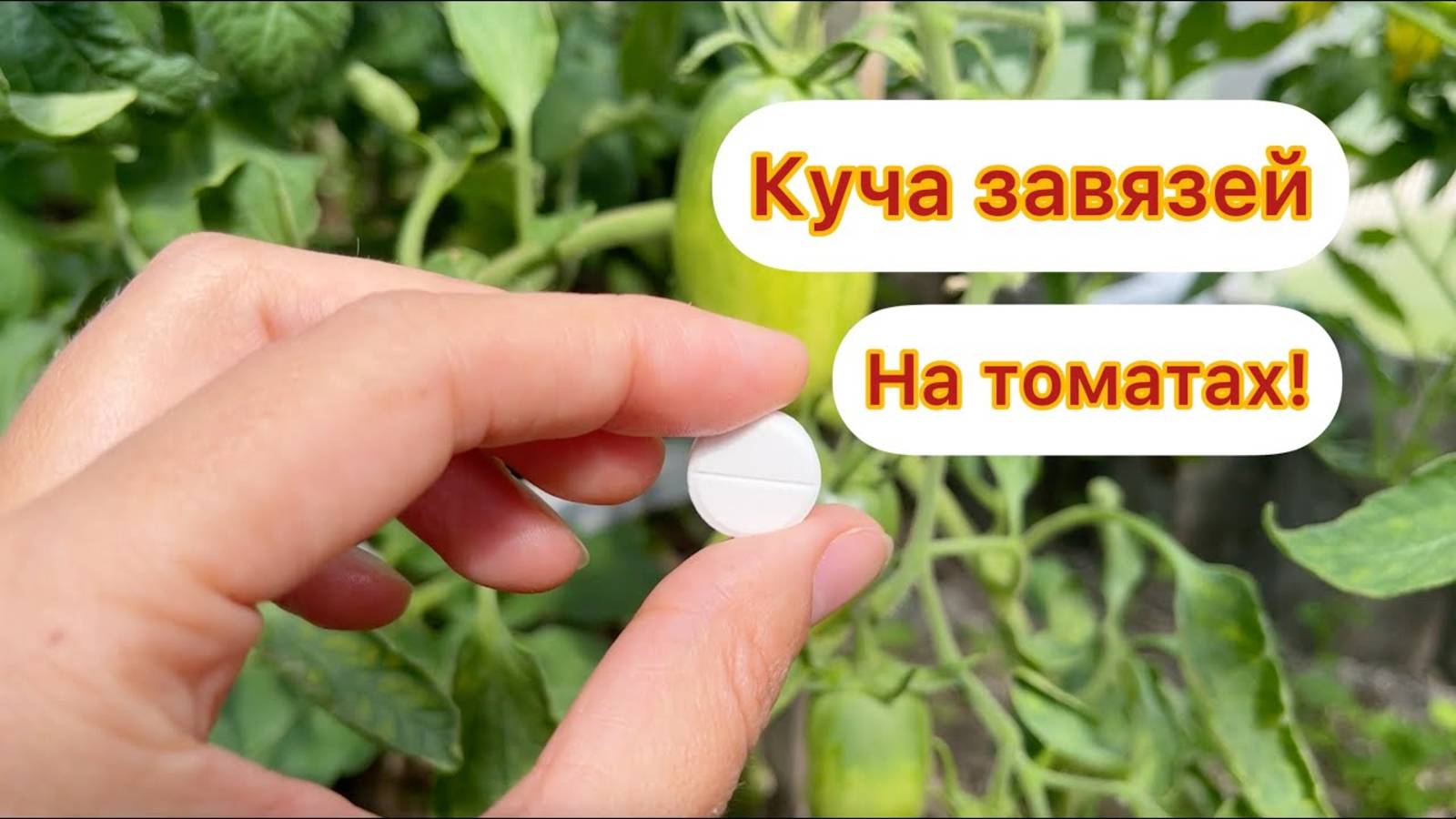 Как УСКОРИТЬ образование завязей на ТОМАТАХ, и как УВЕЛИЧИТЬ их количество
