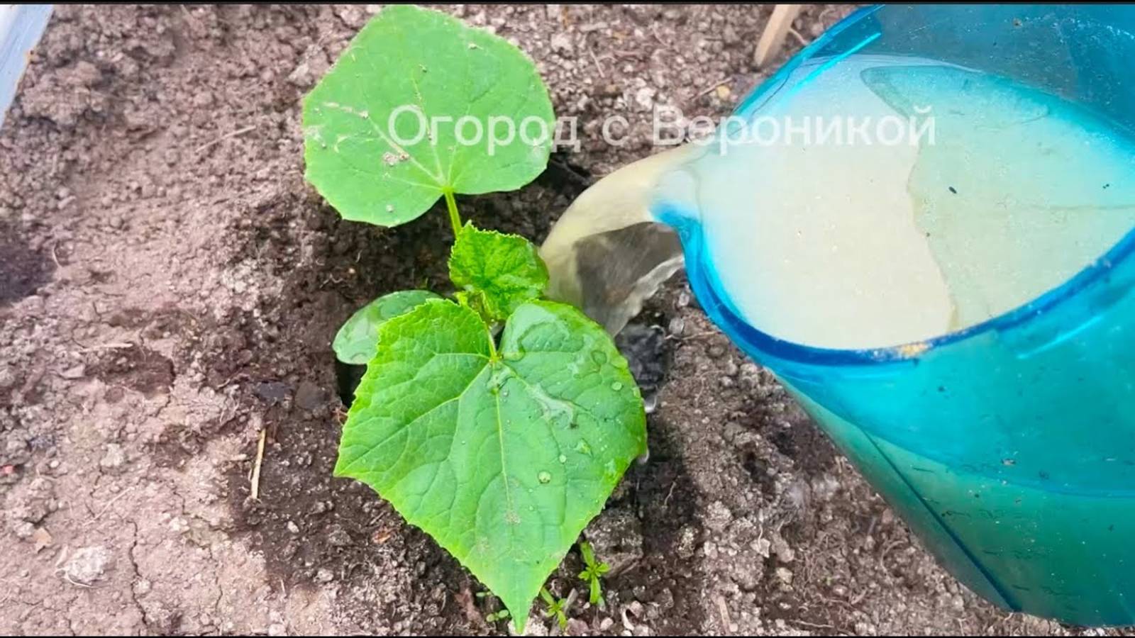 ЛЬЮ под ОГУРЦЫ и они прут как сумасшедшие, куча завязей и болезней нет! ДЛЯ БОЛЬШОГО УРОЖАЯ