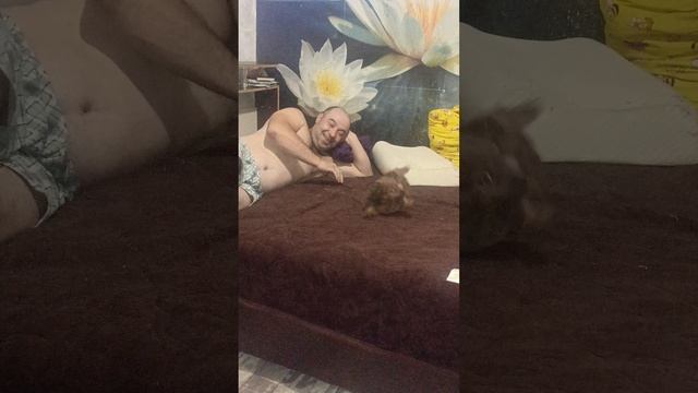 пополнение, собачка