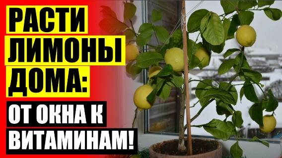 САЖАТЬ КОСТОЧКУ ОТ ЛИМОНА ⚫ КАК САЖАТЬ ИЗ КОСТОЧКИ ЛИМОНА