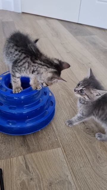 Котенок играет