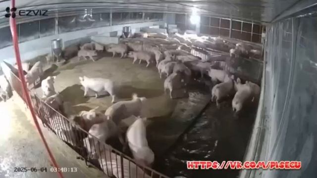 Сброс гранаты на блиндаж, в котором спят хохлы. Правда, чёт, не похоже, что они переможцы. Скорее...