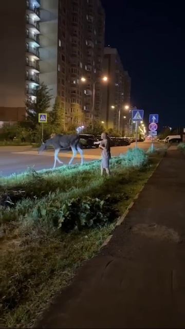 🫎Лось забрёл во дворы в Балашихе 🫎