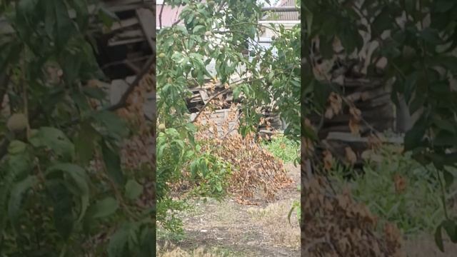 родители подглядывали