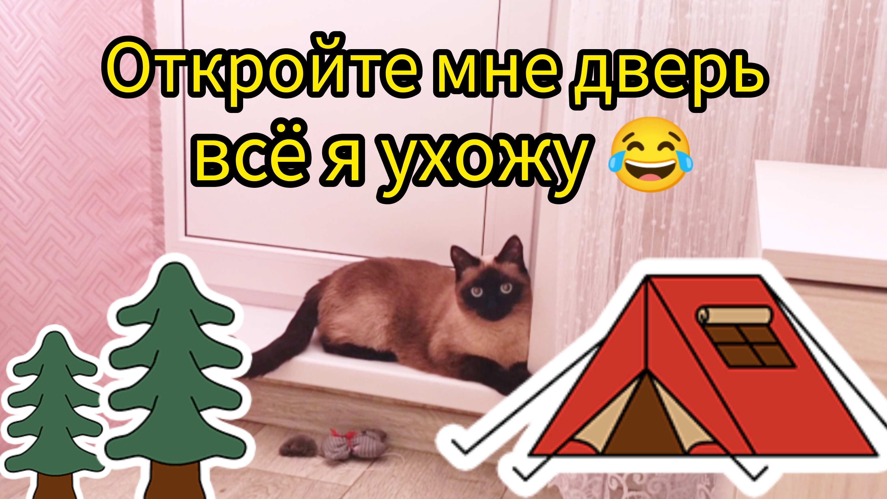 Кошка🐱Ладушка уходит из😂дома‼️ #прикольные котики #смешныекоты #котики #кошка Ладушка