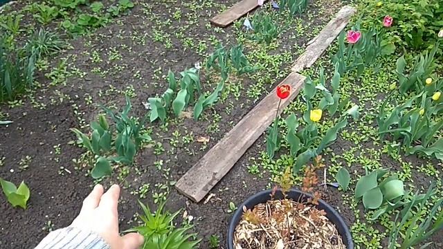 02.05.2024 _ Моя любимая дача