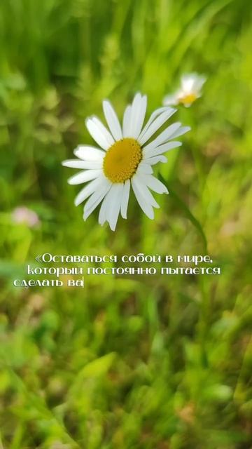 Оставайся собой #цитаты #мотивация #мастерhouse