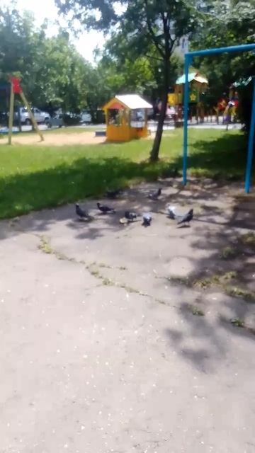 Прогулка в погожий летний день голуби