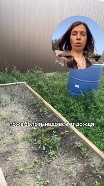 Что посадила на даче