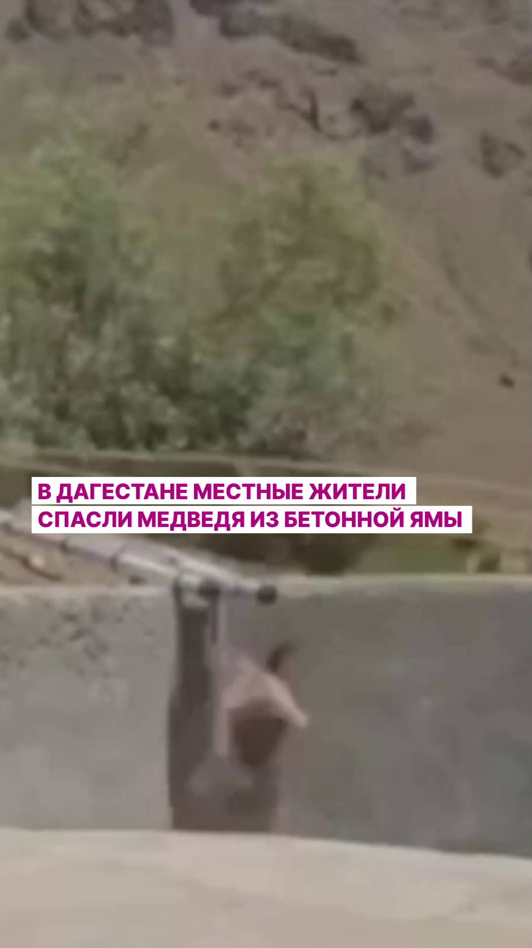 В Дагестане местные жители спасли медведя из бетонной ямы