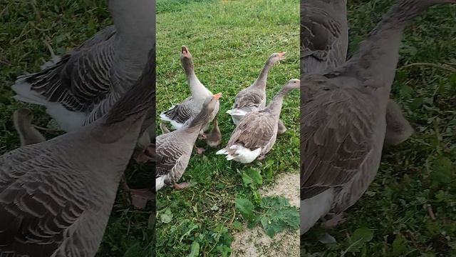 Гуси с бесятами с утра пораньше выходят на прогулку