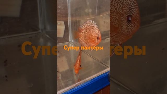 Пара супер Пантер