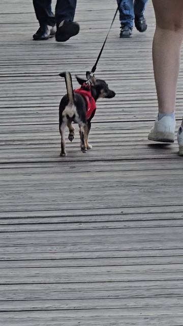 #пёсик #reells #margo #short #shorts #dog #dogs #doglife #shortvideo #shortsvideo #happy #funny #joy