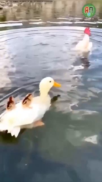 Засланный петушок 😘
