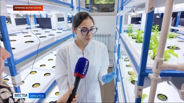 Прямое включение: технологии выращивания лекарственных растений на гидропонных установках