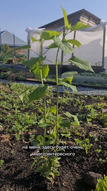 Привествую вас