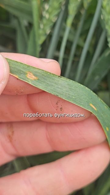 Защита пшеницы в конце цветения #сельскоехозяйство #агроном