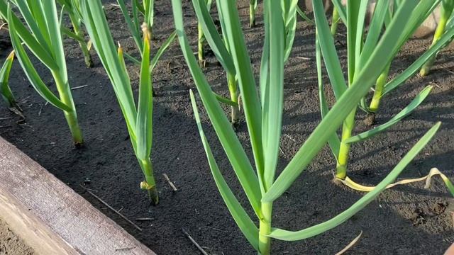 Чем нас радует город в начале июня.
