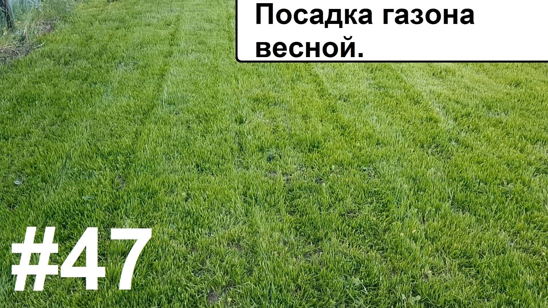 Газон весной.